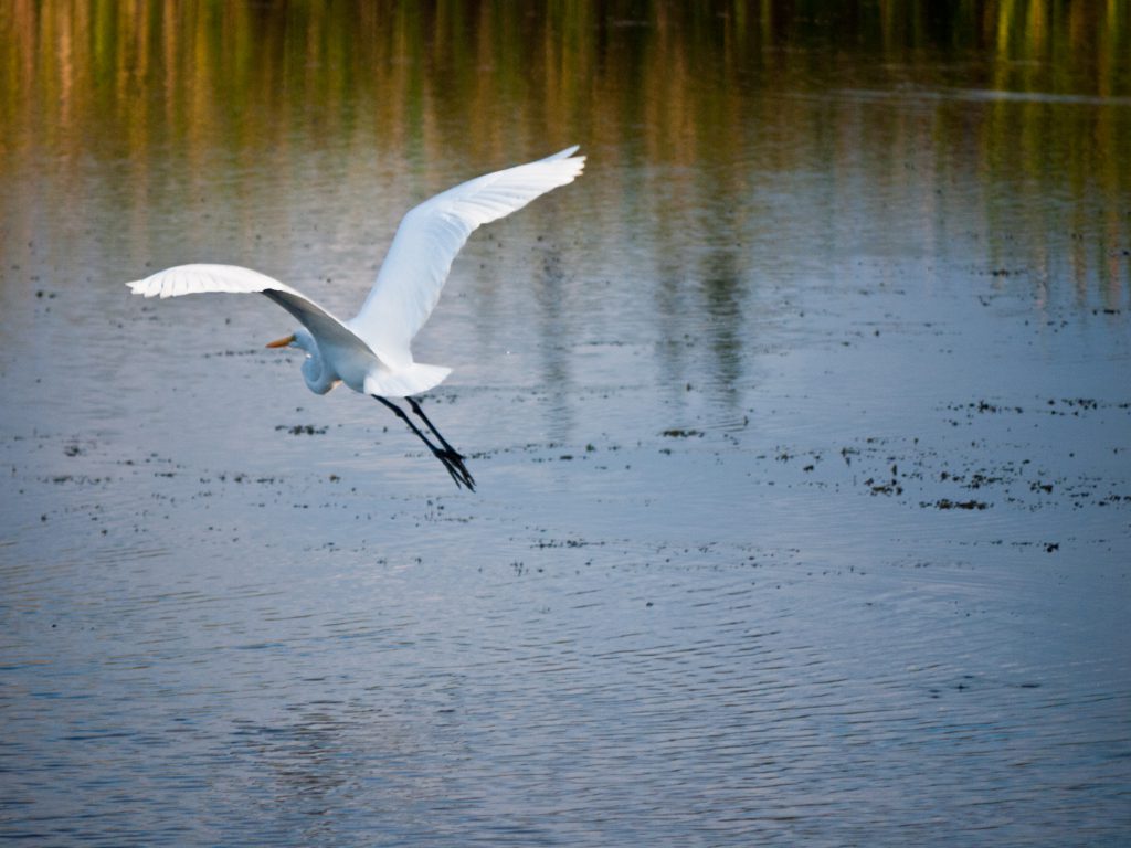 1-702929581, @VA 1-799-102 (2010 Published), Animal, Bird, Content, Event, Event - Travel, Great Egret, Photography, Swan, Thing, Travel, Unsaturated, VA0001799102, Vertebrates