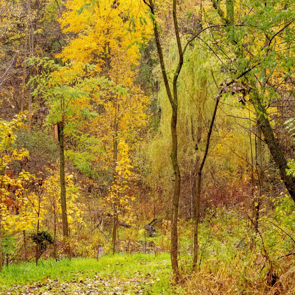 2018-11 The Park, Content, Forest, Image type, Landscape, Locale, Nature, Other, Park, Plant, Projects, Tree, Wood