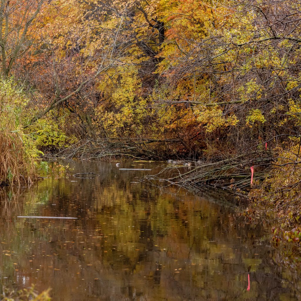 2018-11 The Park, Content, Image type, Landscape, Locale, Nature, Other, Park, Plant, Pond, Projects, River, Thing, Tree, Water, Waters, Wood