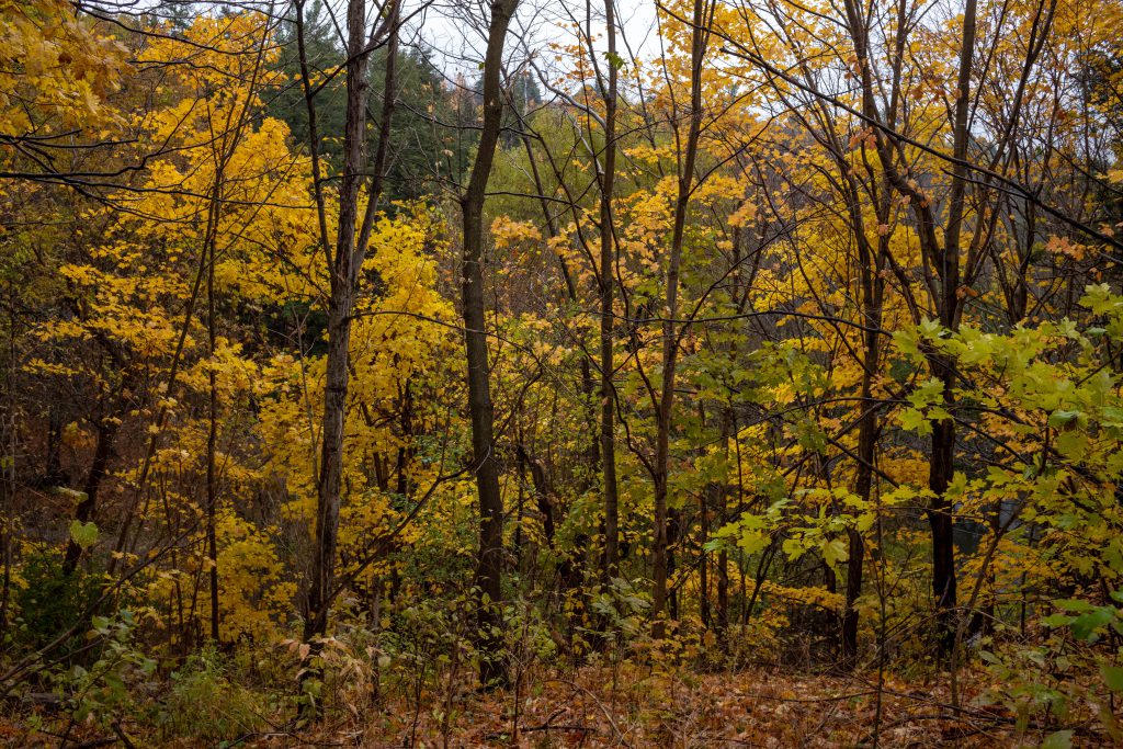 2018-11 The Park, Content, Dark, Forest, Image type, Landscape, Locale, Nature, Other, Park, Photography, Plant, Projects, Tree, Wood