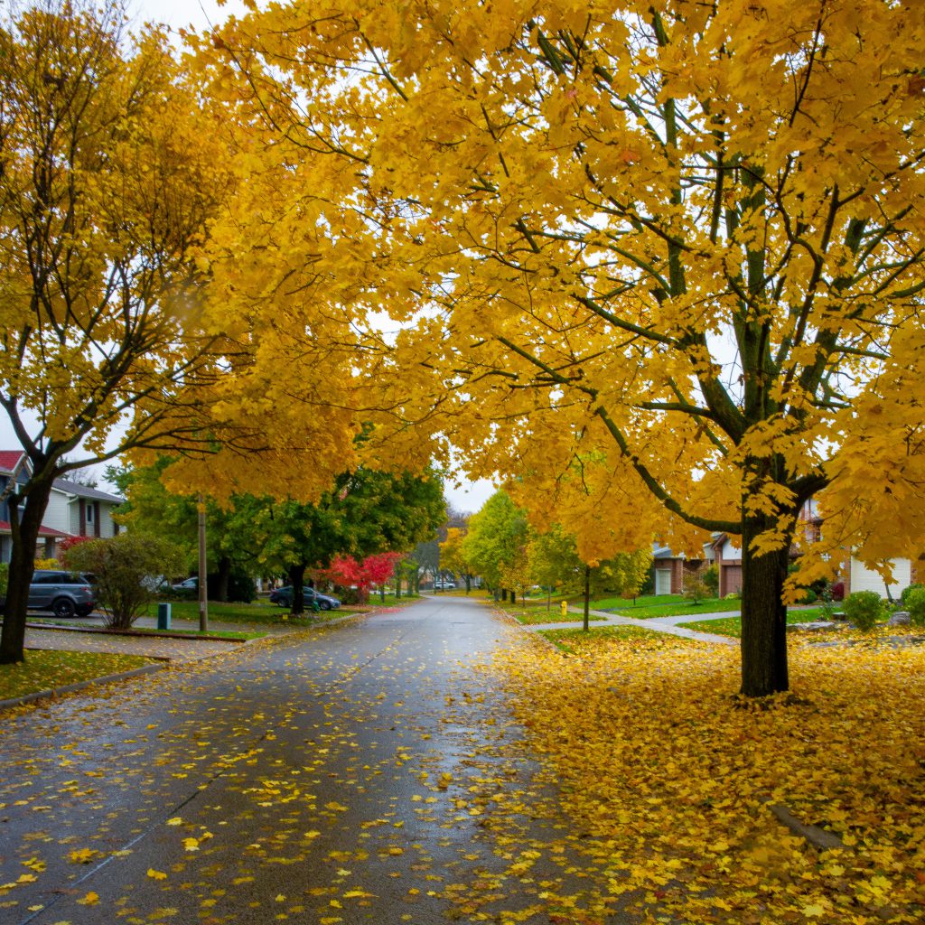 2018-11 The Park, Content, Image type, Landscape, Locale, Nature, Other, Park, Plant, Projects, Street, Street Element, Thing, Tree, Wood