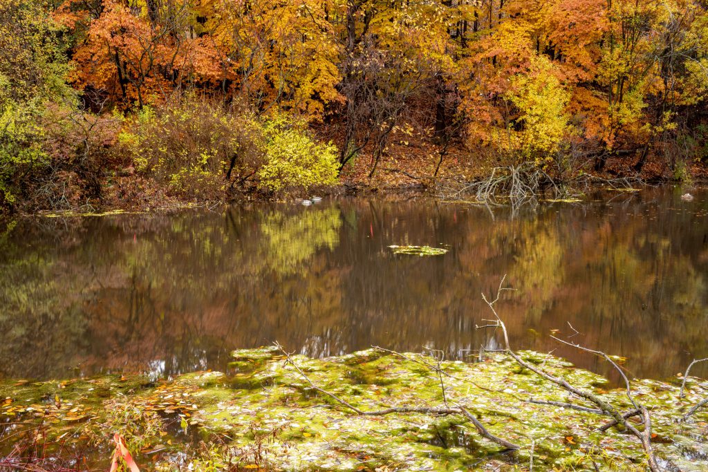 2018-11 The Park, Content, Image type, Landscape, Locale, Nature, Other, Park, Plant, Projects, River, Tree, Water, Waters, Wood