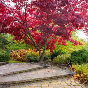 Park & Pond