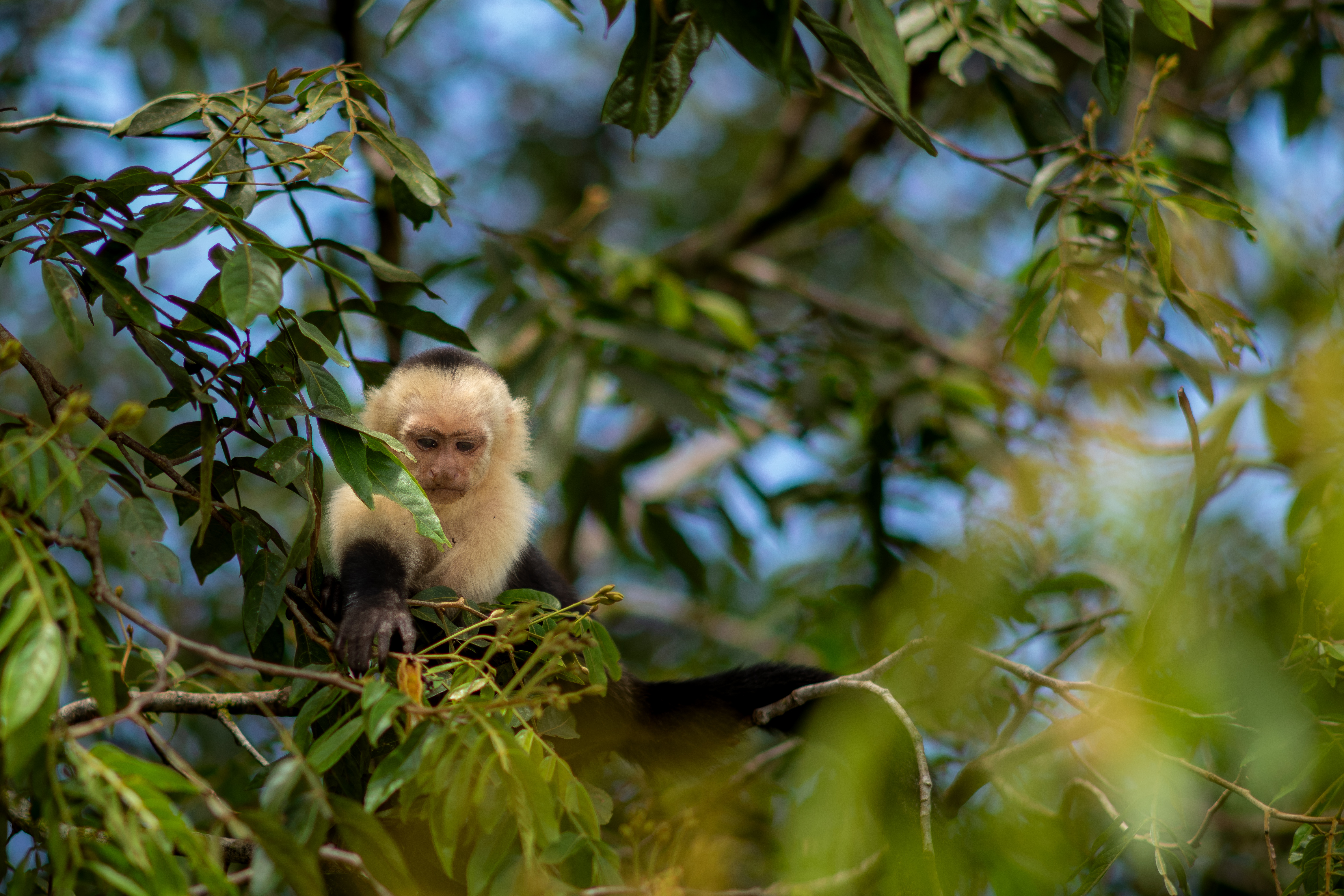 Monkey, Costa Rica near boarder with Nicaragua