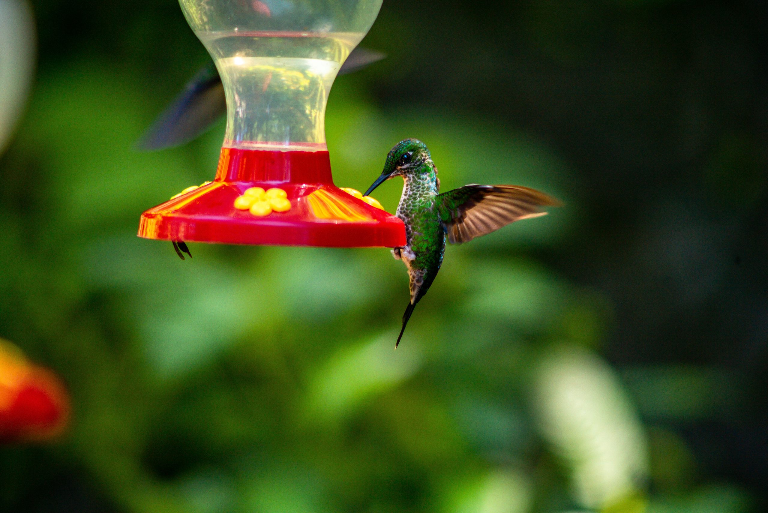 Hummingbirds #2