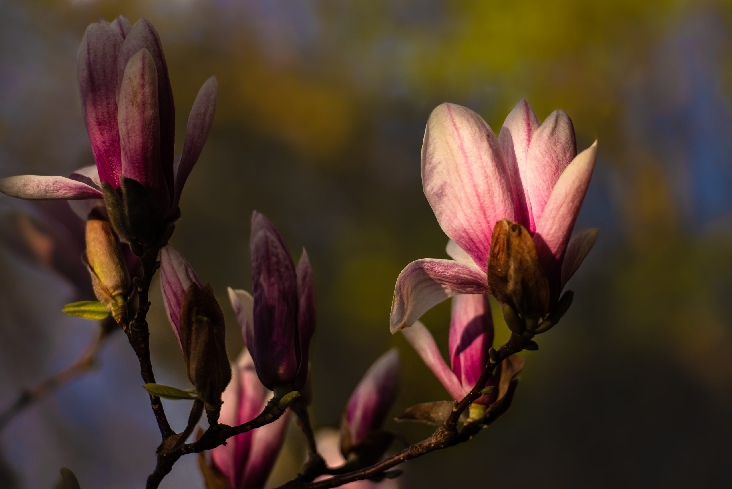 Sunrise on Magnolia