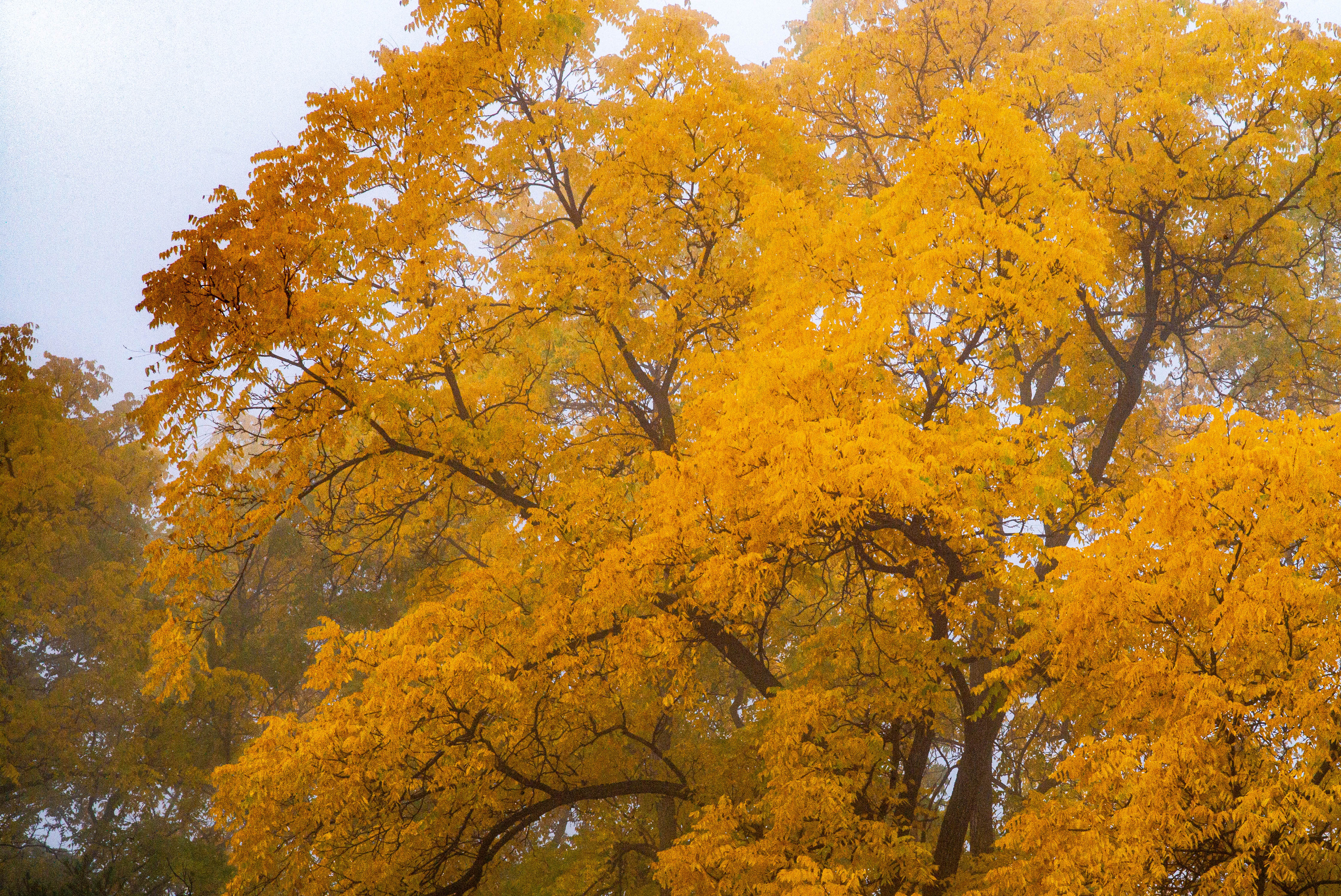 Huntington Park, Thornhill, Ontario