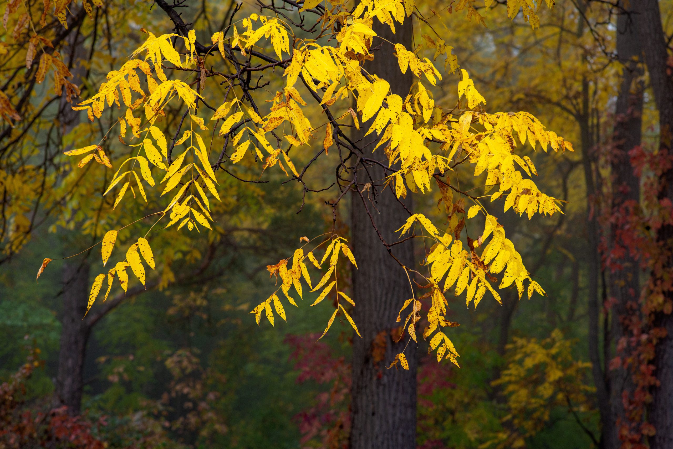 Fall Colours #1