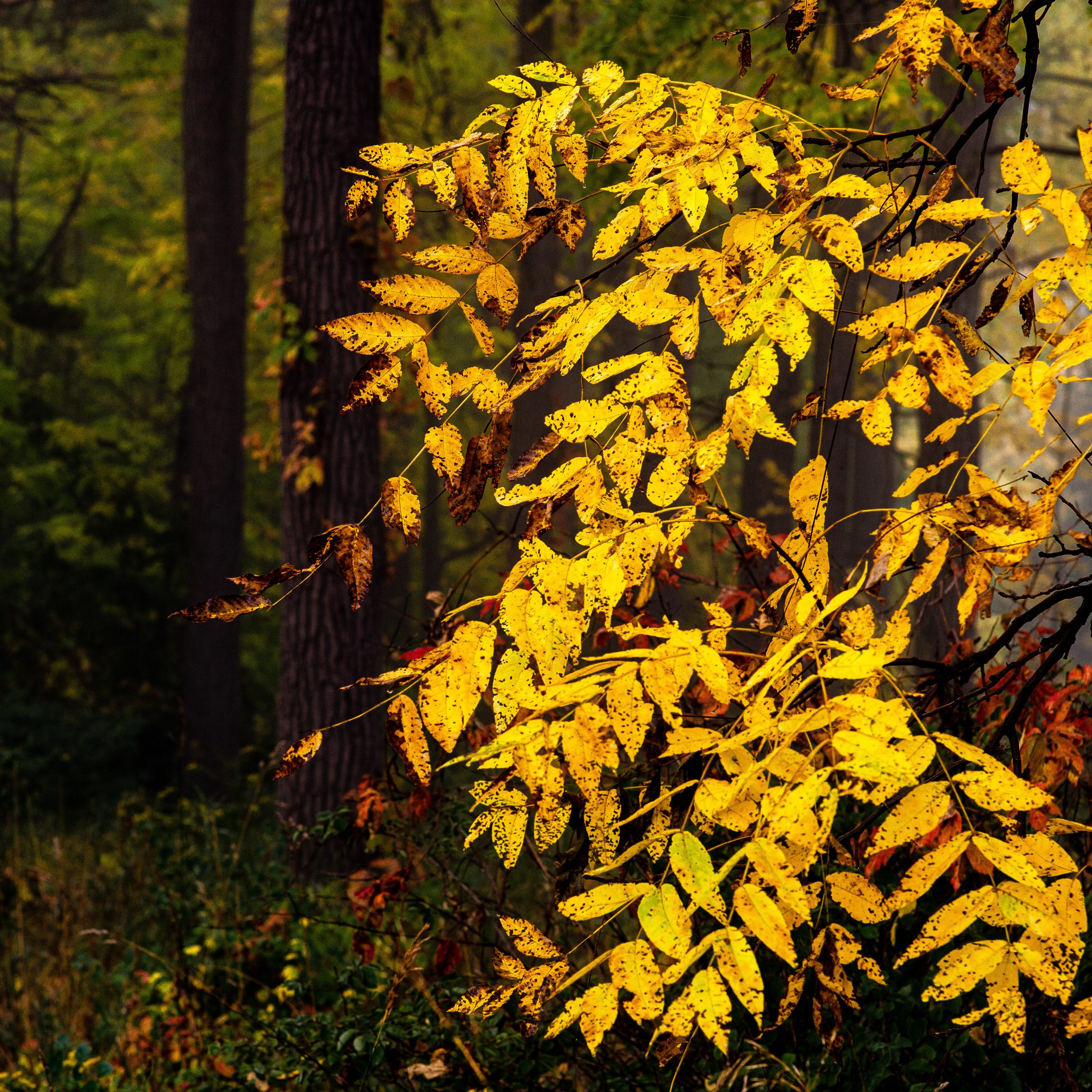 Mr Bill’s Simple Tips for Photographing Fall Colours