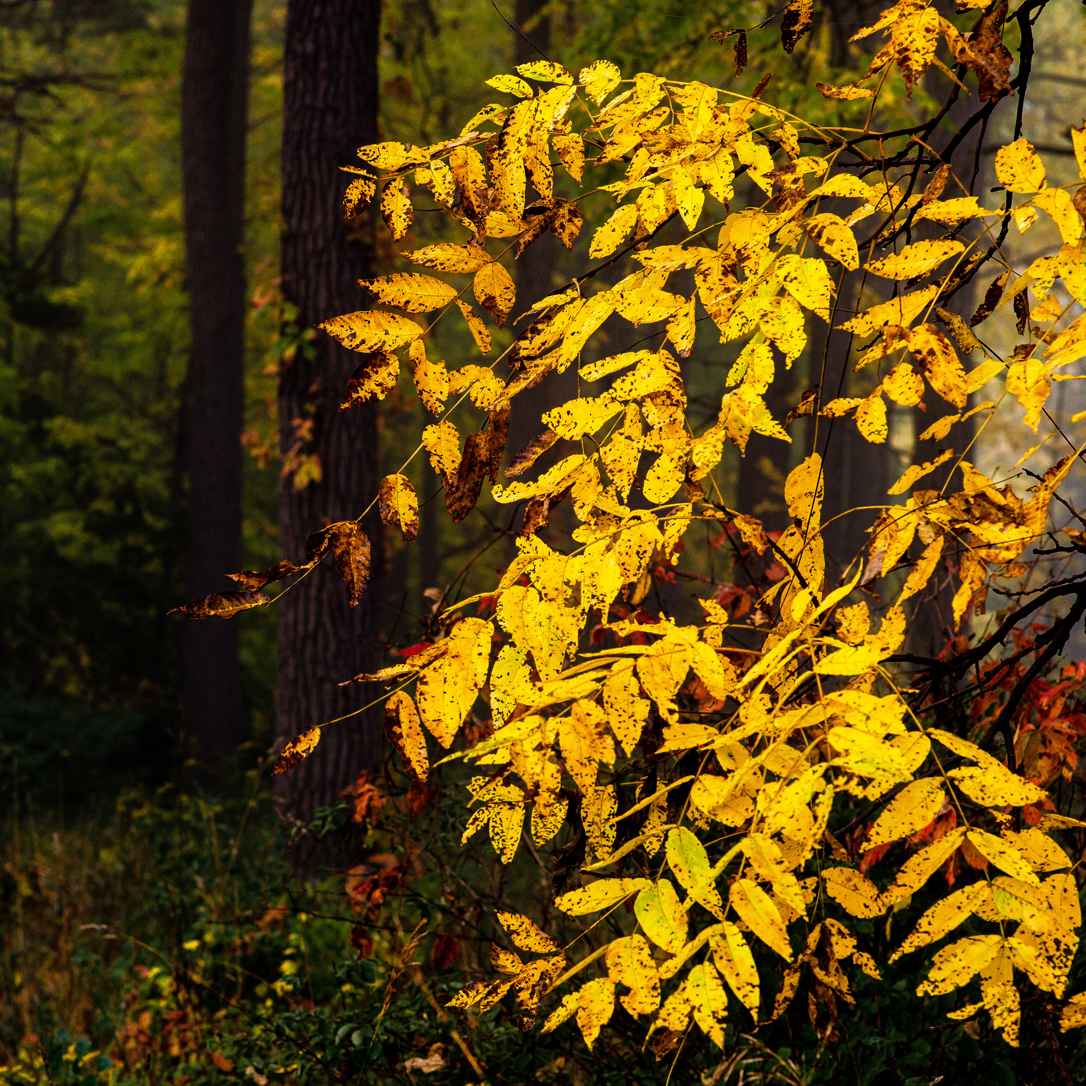 Huntington Park, Thornhill, Ontario