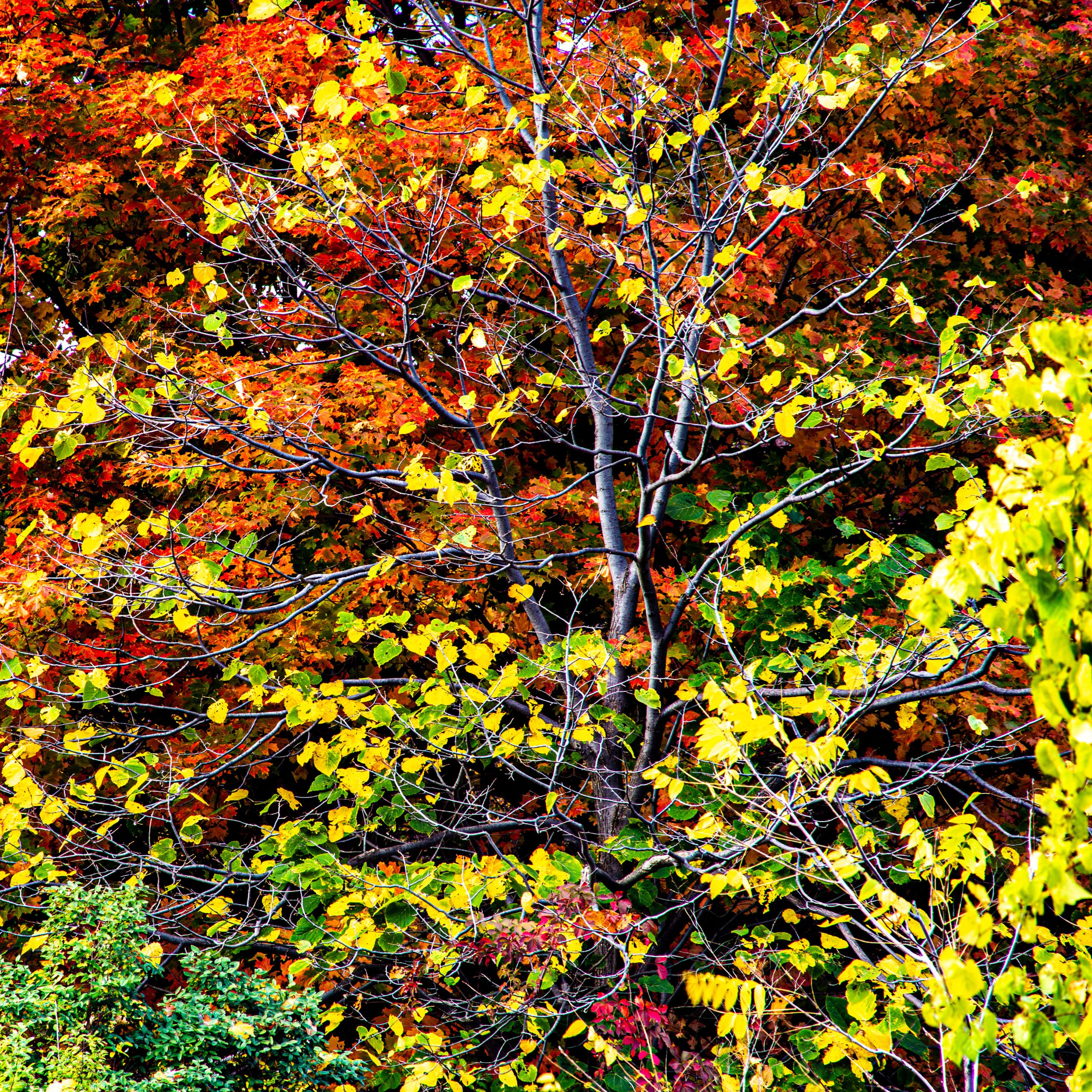 Fall Colours #3