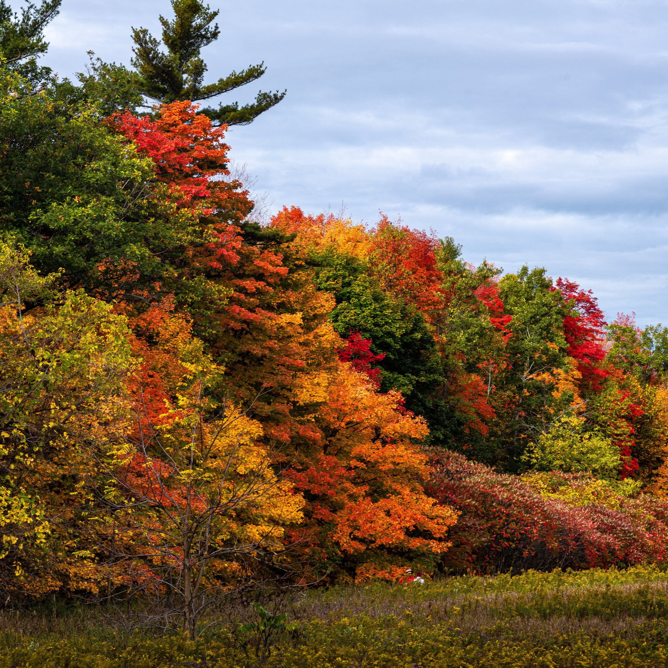 Fall Colours #4