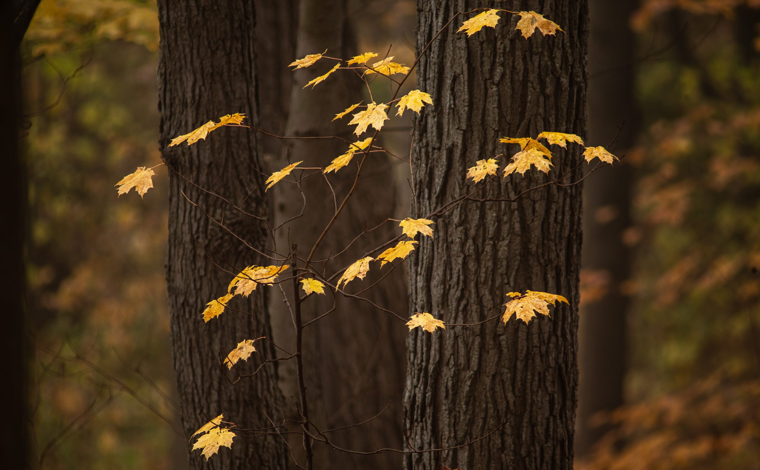 Fall Colours #8