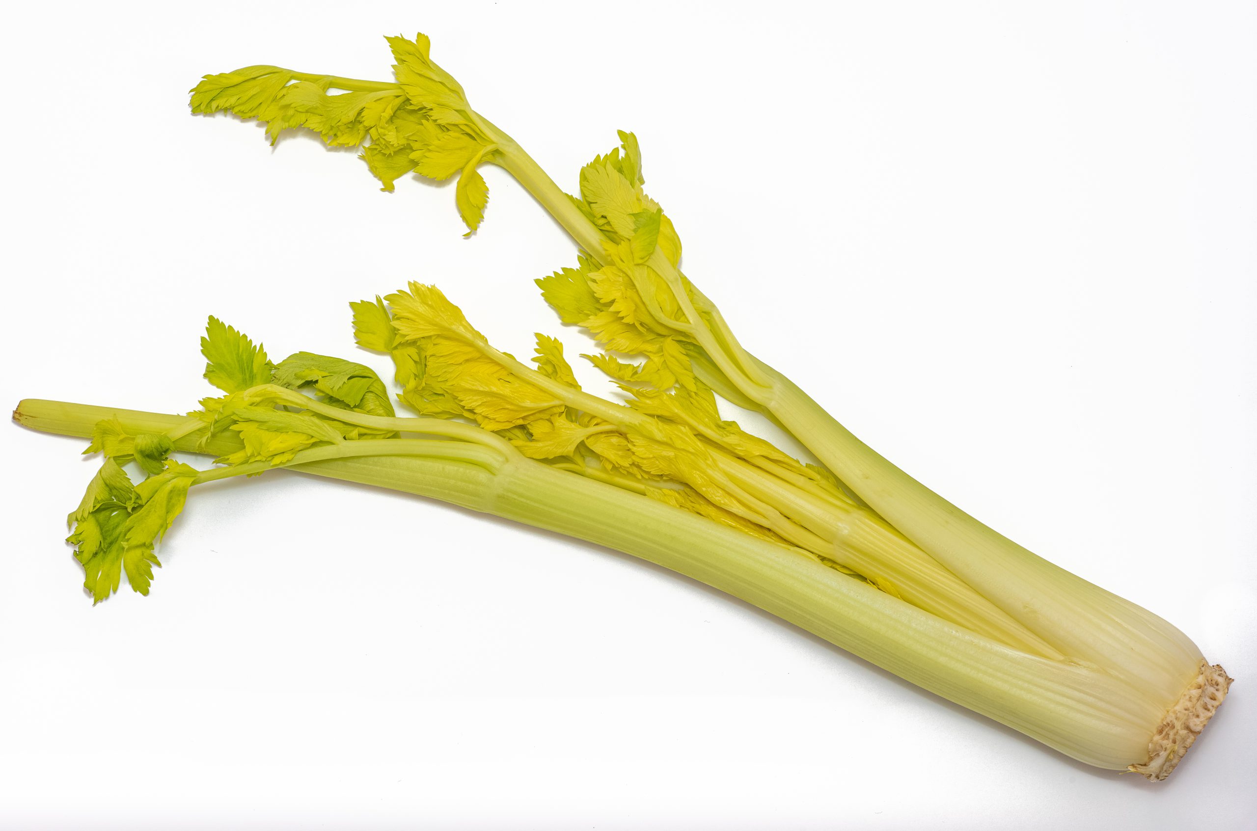 Celery