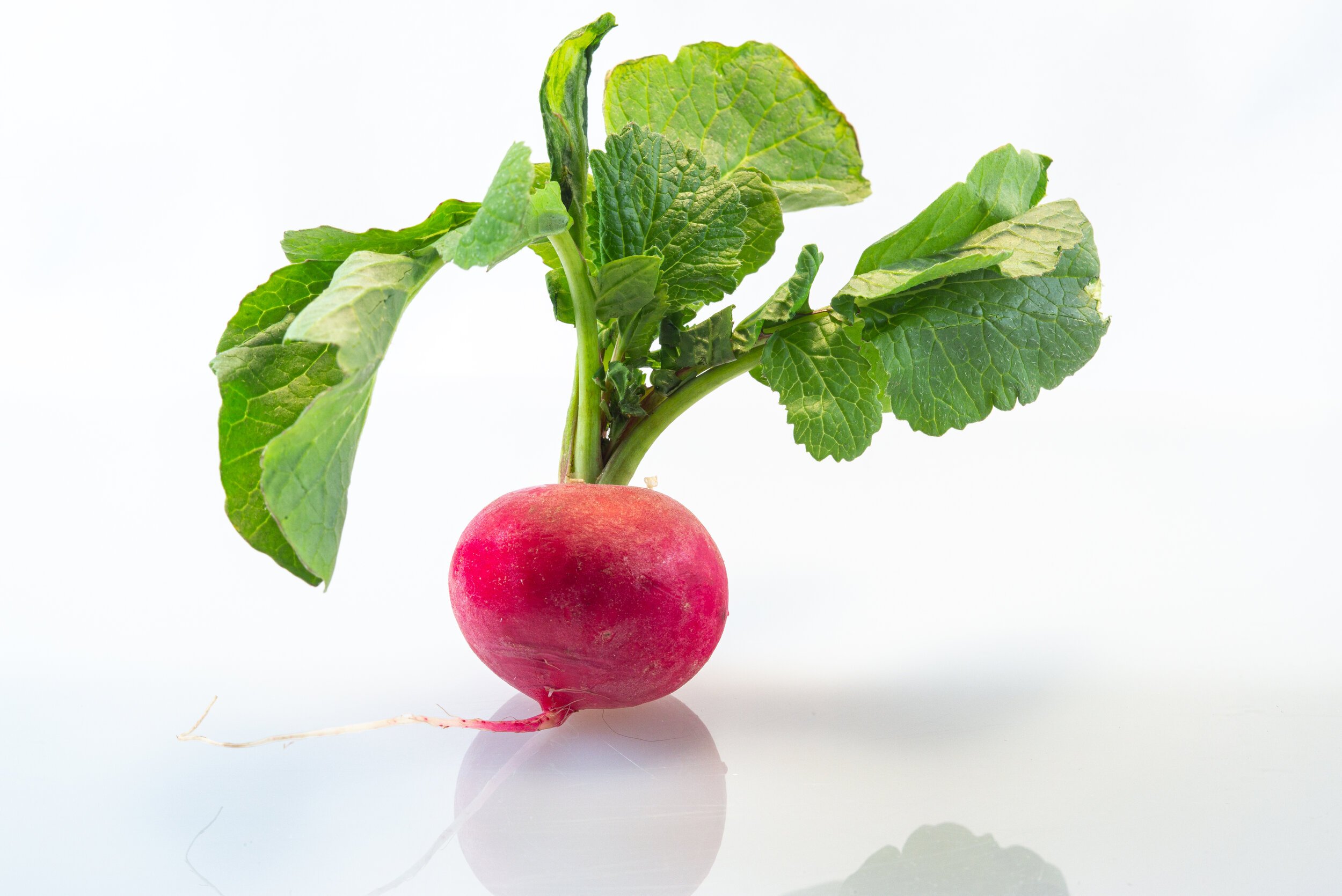 Radish #1