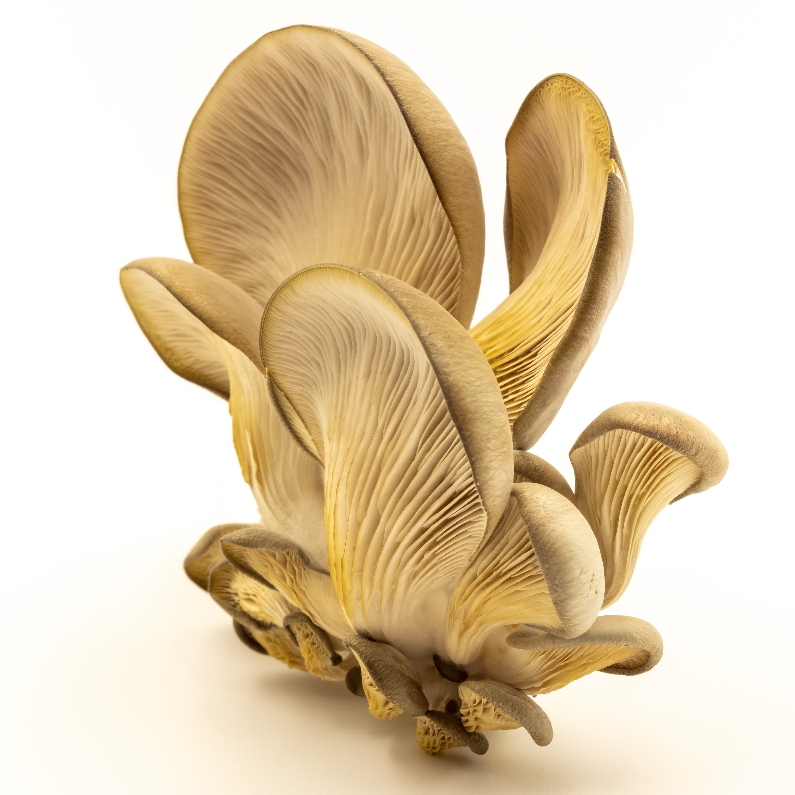 Oyster Mushrooms #2