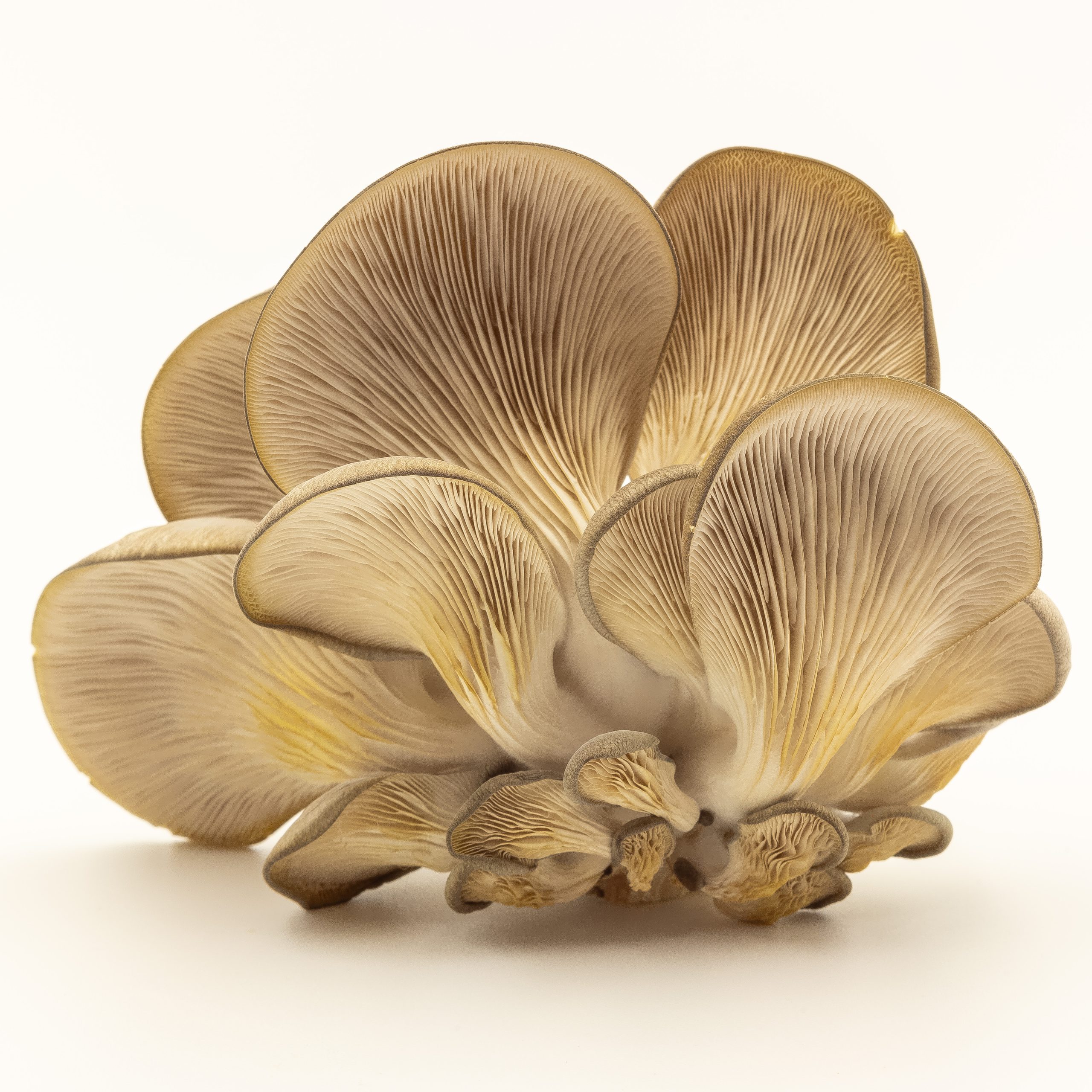 Oyster Mushrooms #4