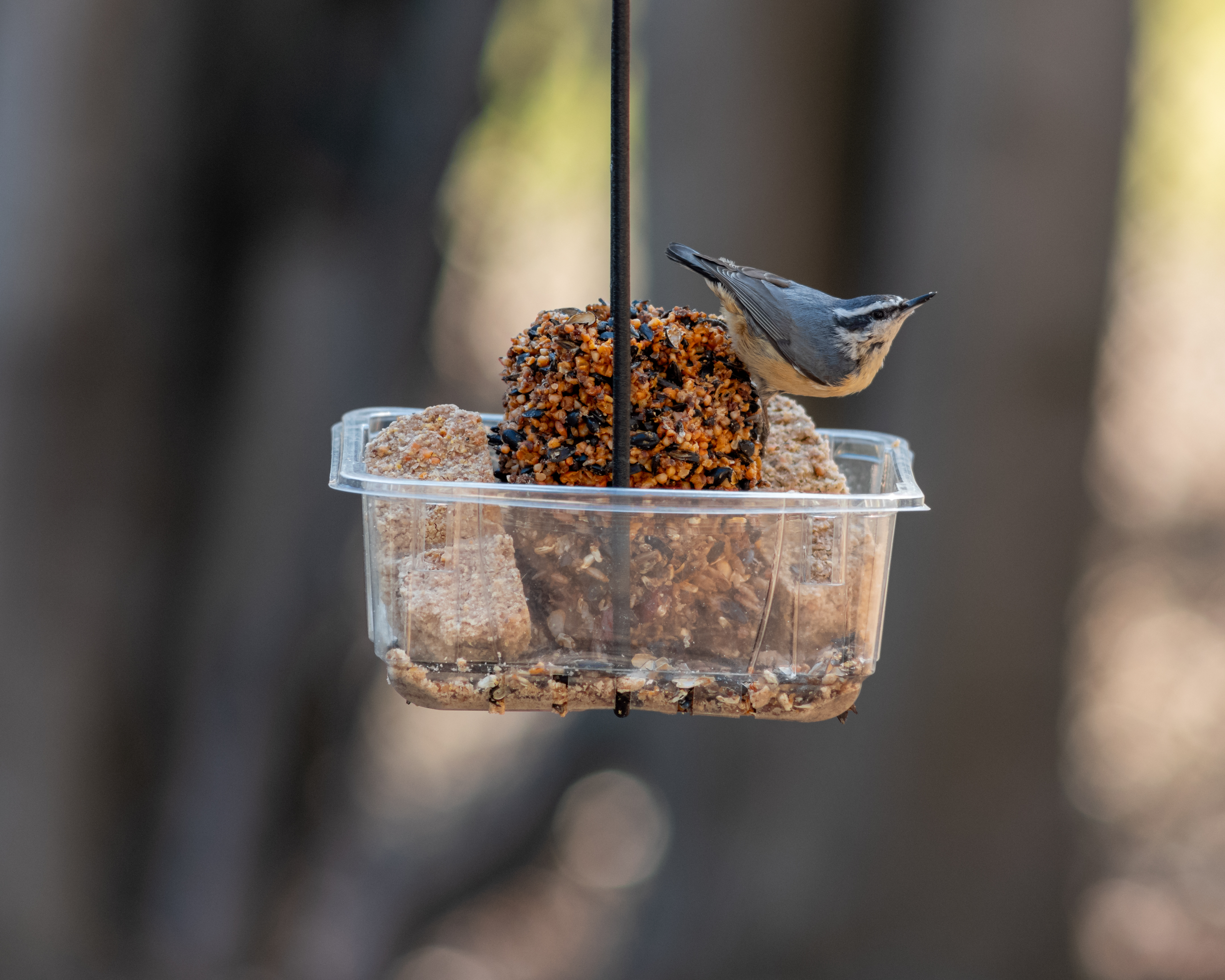 Red-breasted Nuthatch (male)