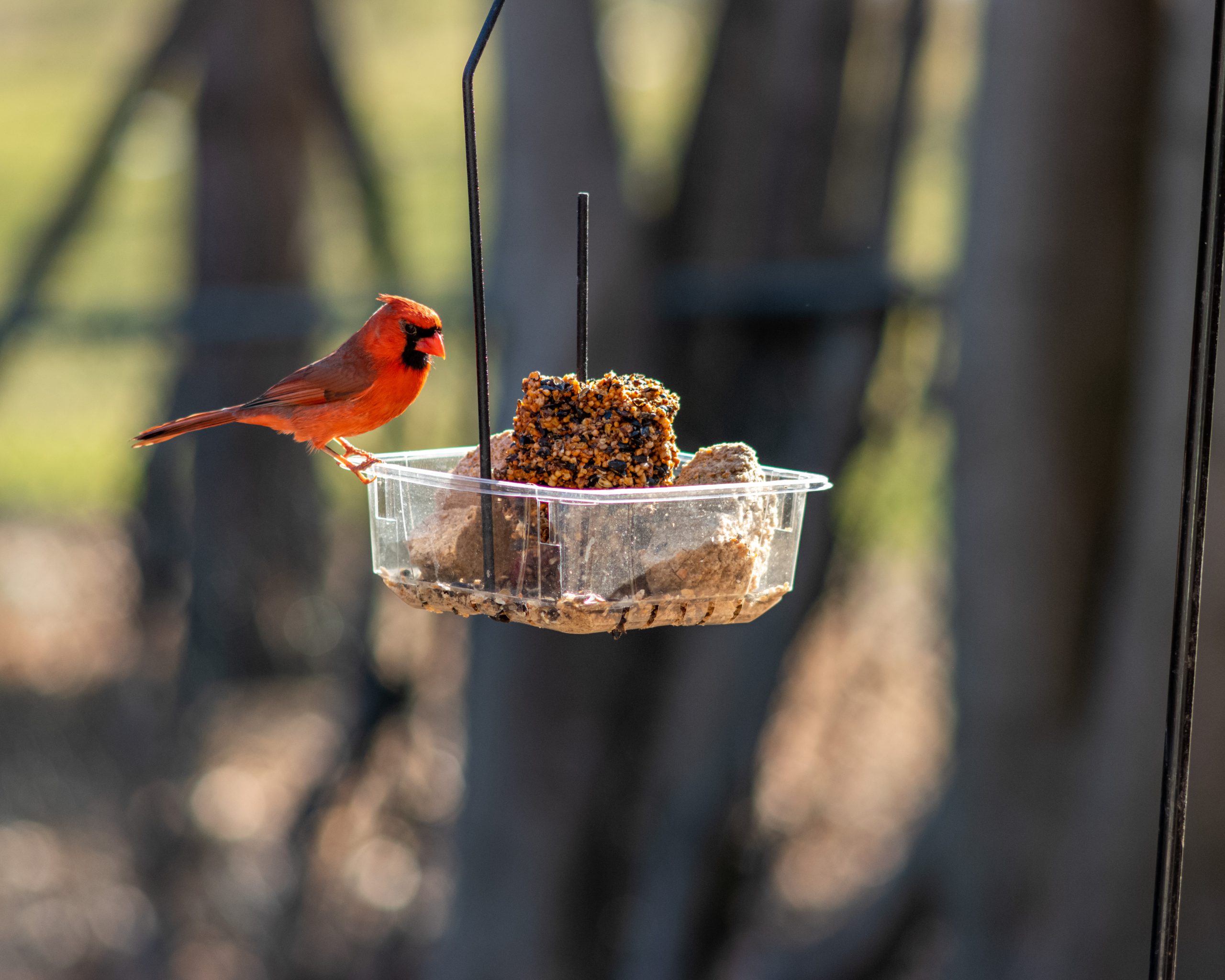 The Bird Feeder (update)