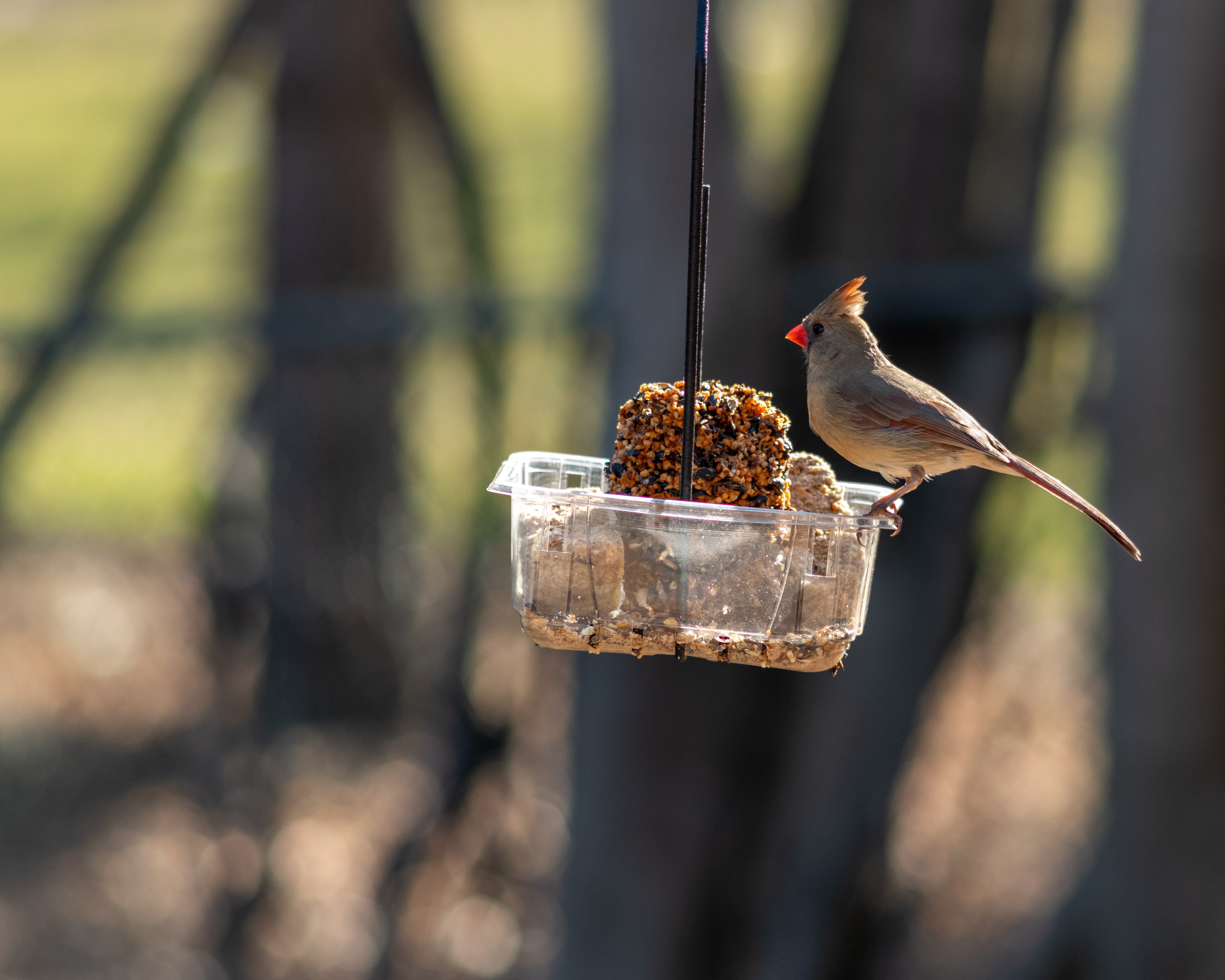 Norther Cardinal (female)