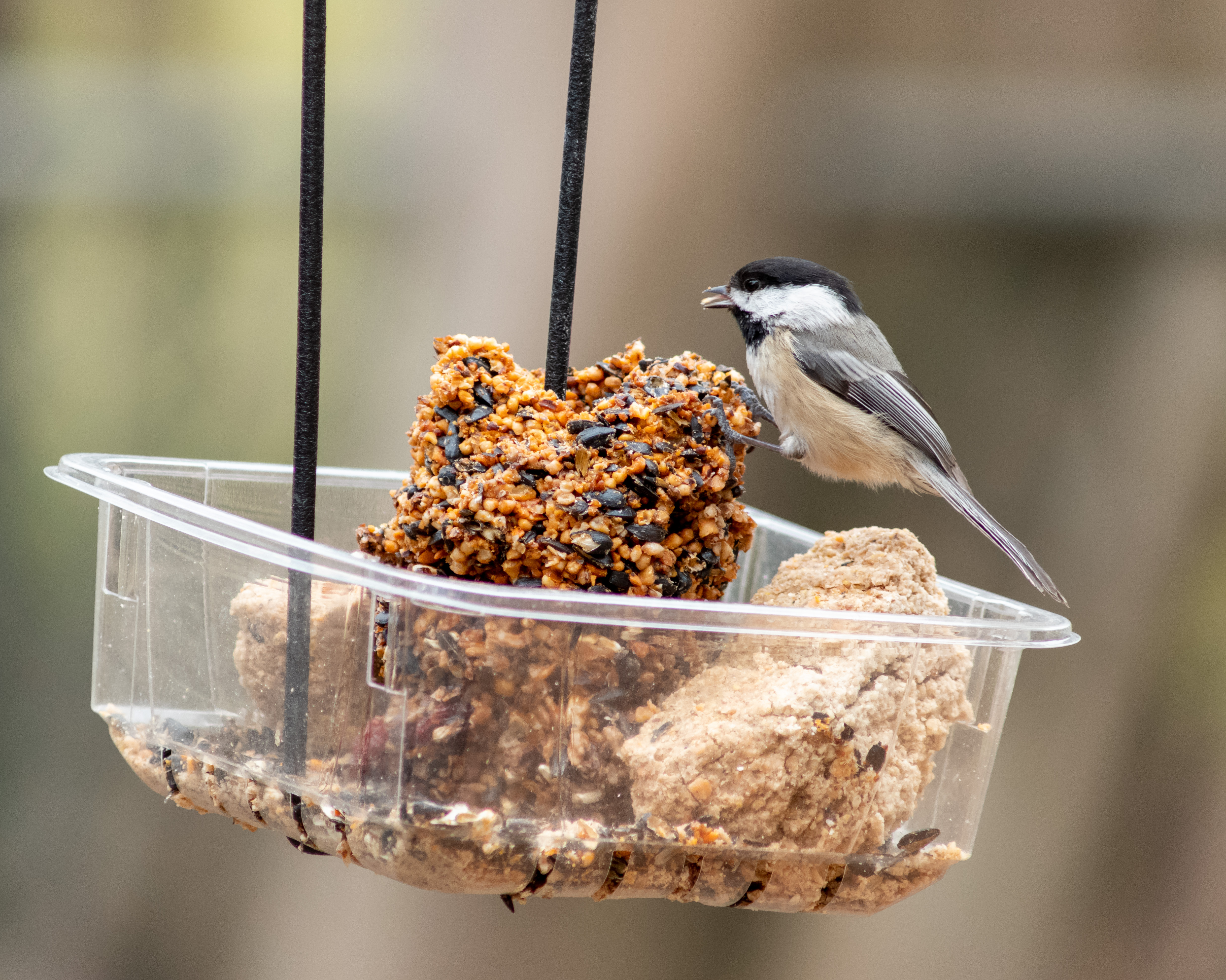 Black-capped Chickadee