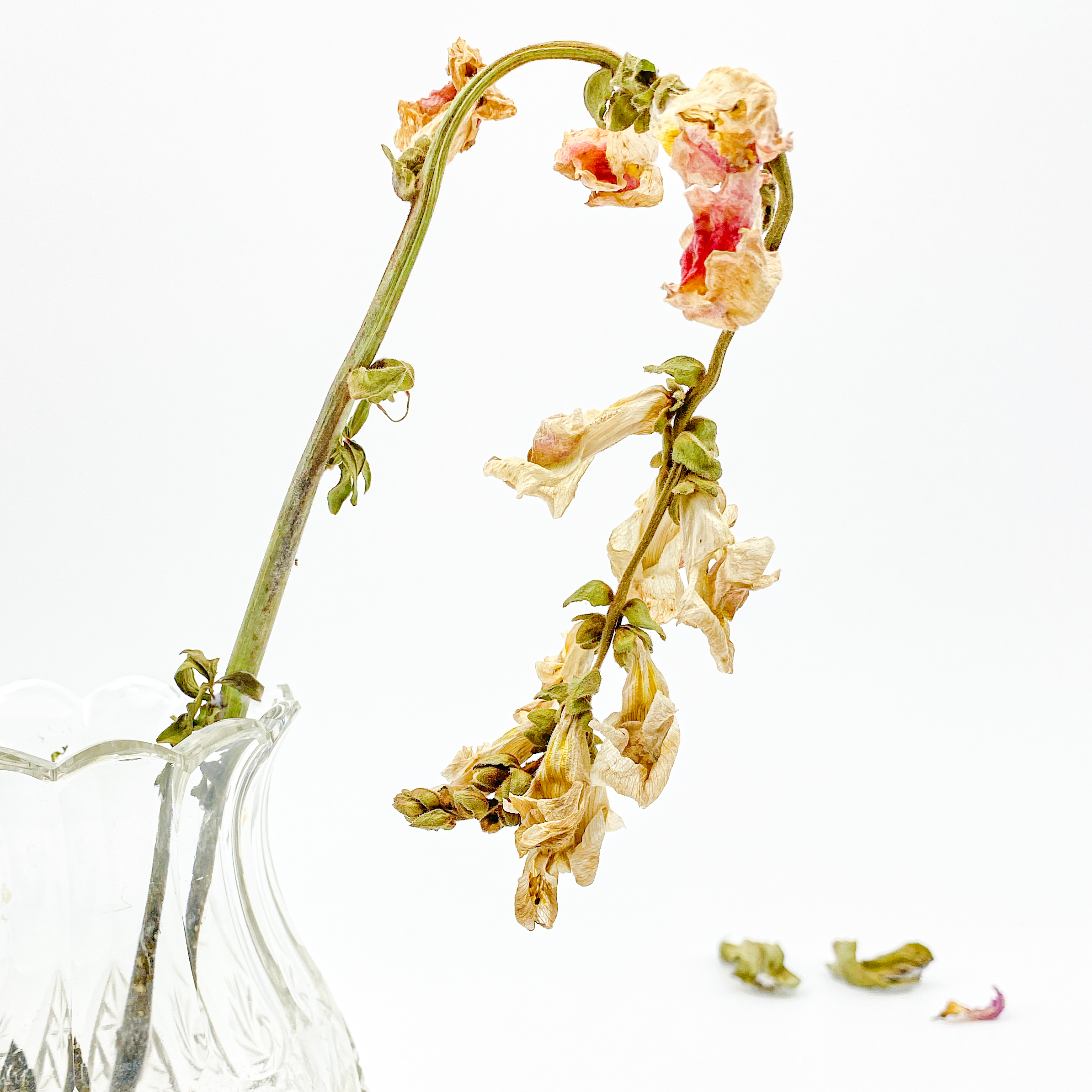 Dried Flowers #4