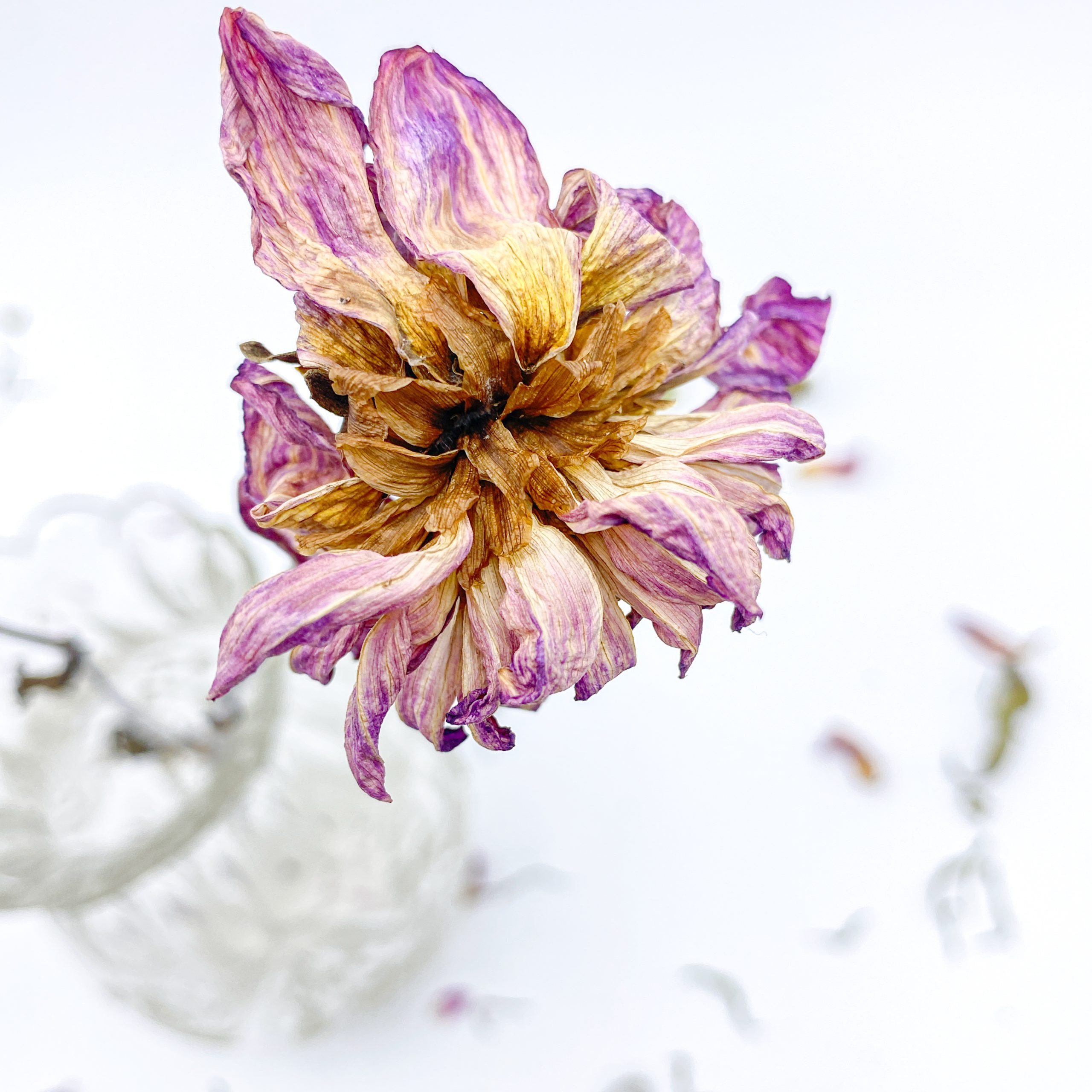 Dried Flowers #7