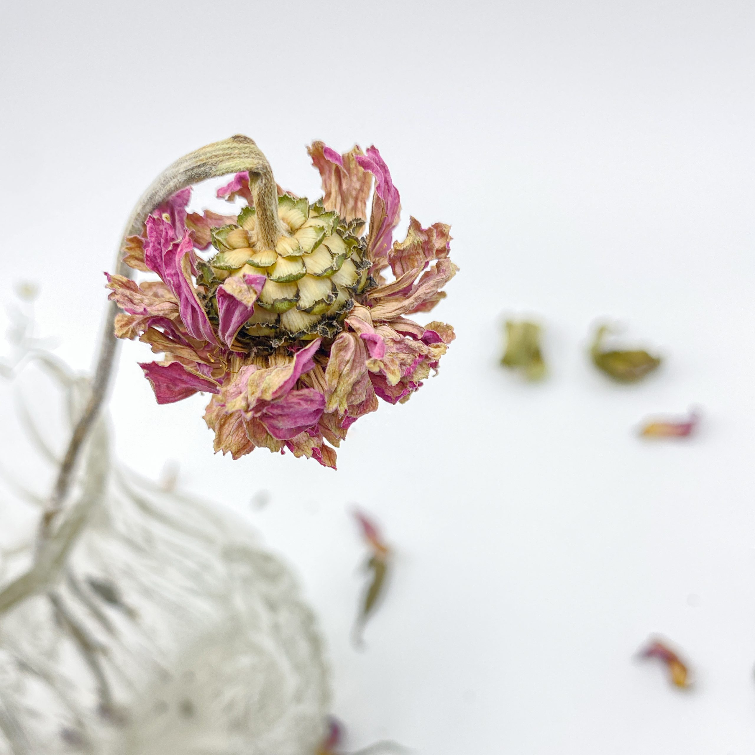 Dried Flowers #6