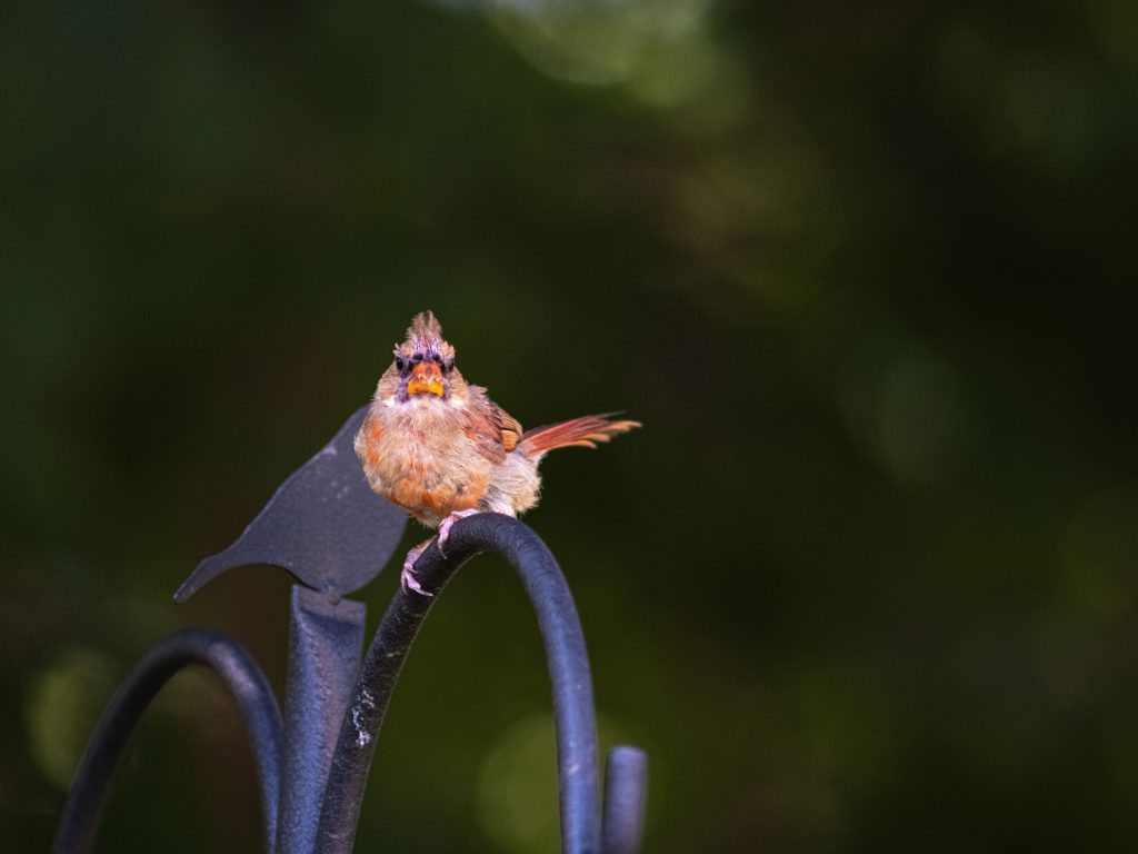 2022-09 Conspiracy Theories, Animal, Bird, Bird Feeder, Bokeh, Cardinal, Content, Nature, Photography, Projects, Thing, Vertebrates