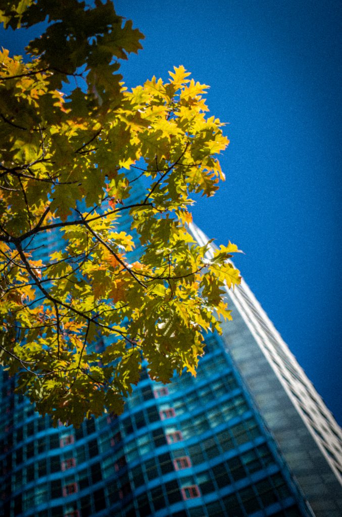 2022-10 Three Stories of Toronto, Colorful, Content, Leaf, Nature, Photography, Plant, Projects