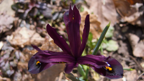 Garden Blooms