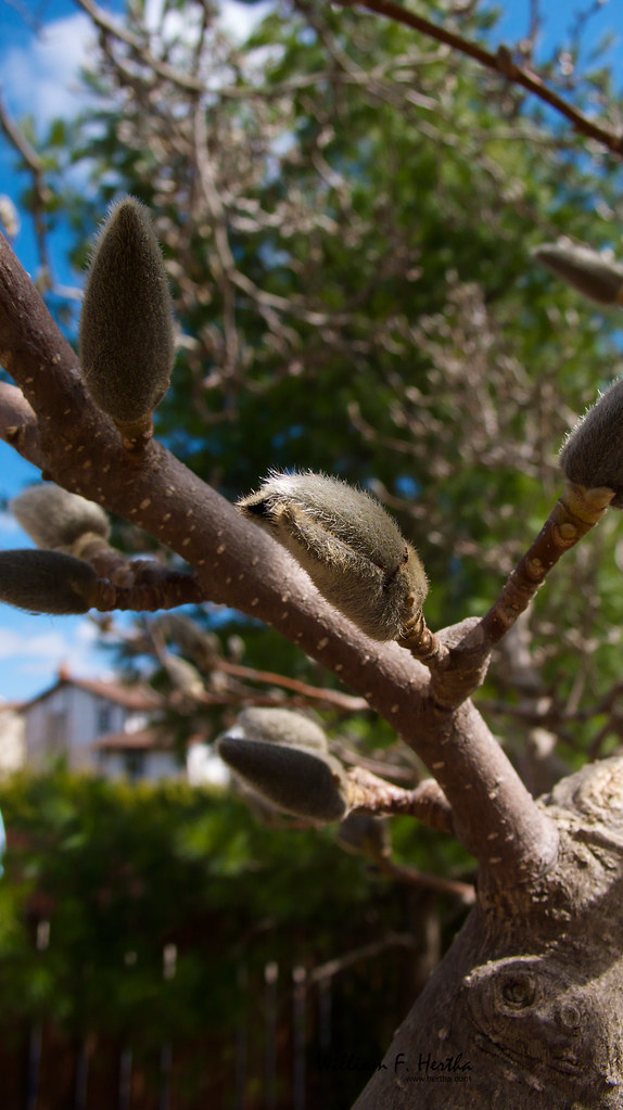 Budding Magnolia