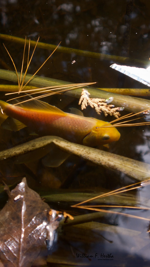 Fish awaken from long winter break