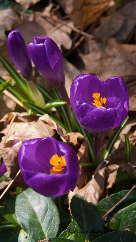 Garden Blooms