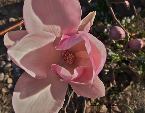 Magnolia in Bloom