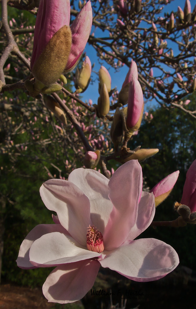 Magnolia in Bloom