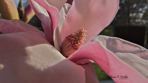 Magnolia in Bloom