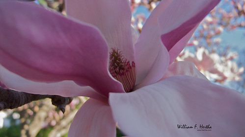 Magnolia in Bloom