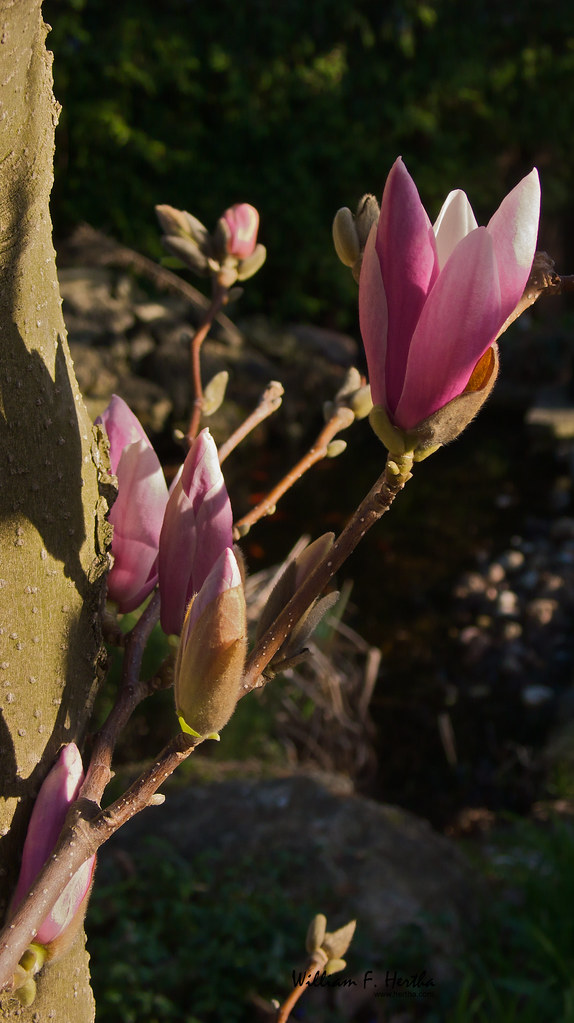 Magnolia in Bloom