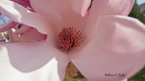 Magnolia in Bloom