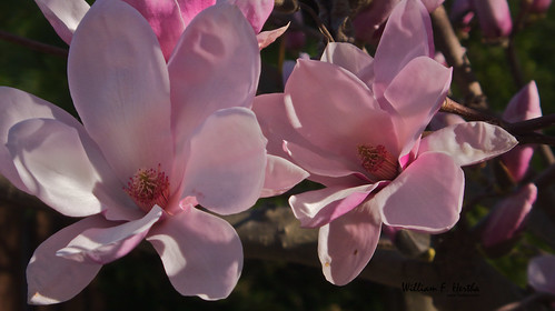 Magnolia in Bloom