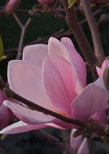 Magnolia in Bloom