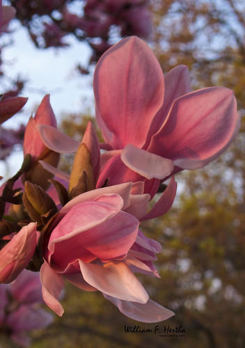 Magnolia in Bloom