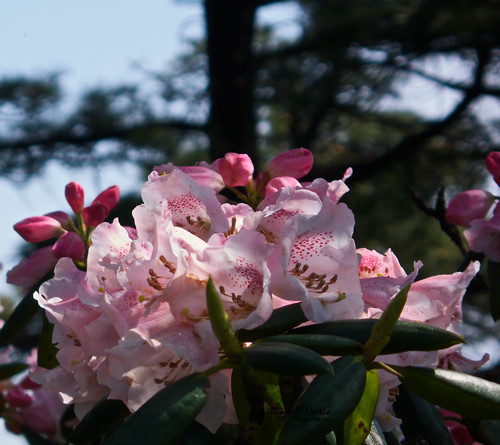 Hiking in Huangshan Park