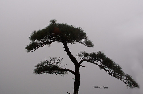 Hiking in Huangshan Park