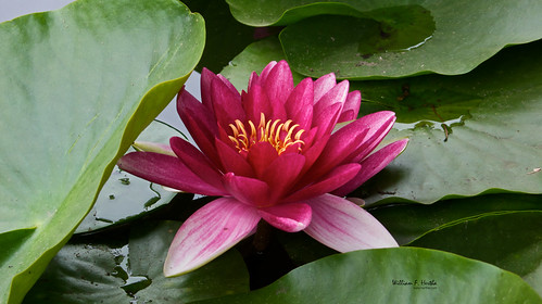 Water Lilies