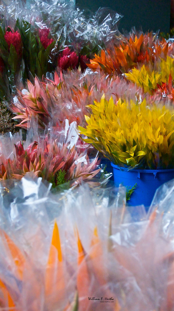 Walk through the Flower market in Hong Kong