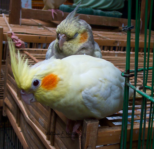 Walk through the Bird market in Hong Kong