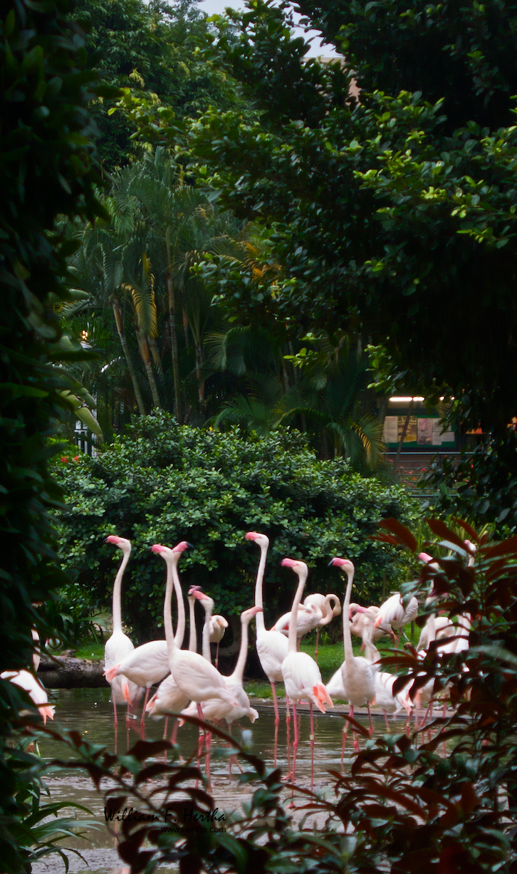 Walk through Kowloon Park in Hong Kong