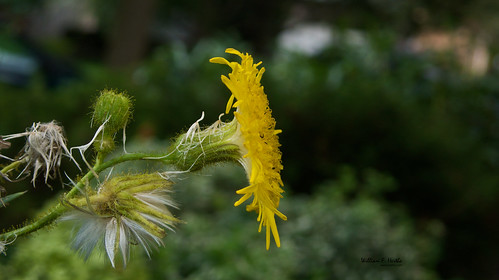 Garden Flowers